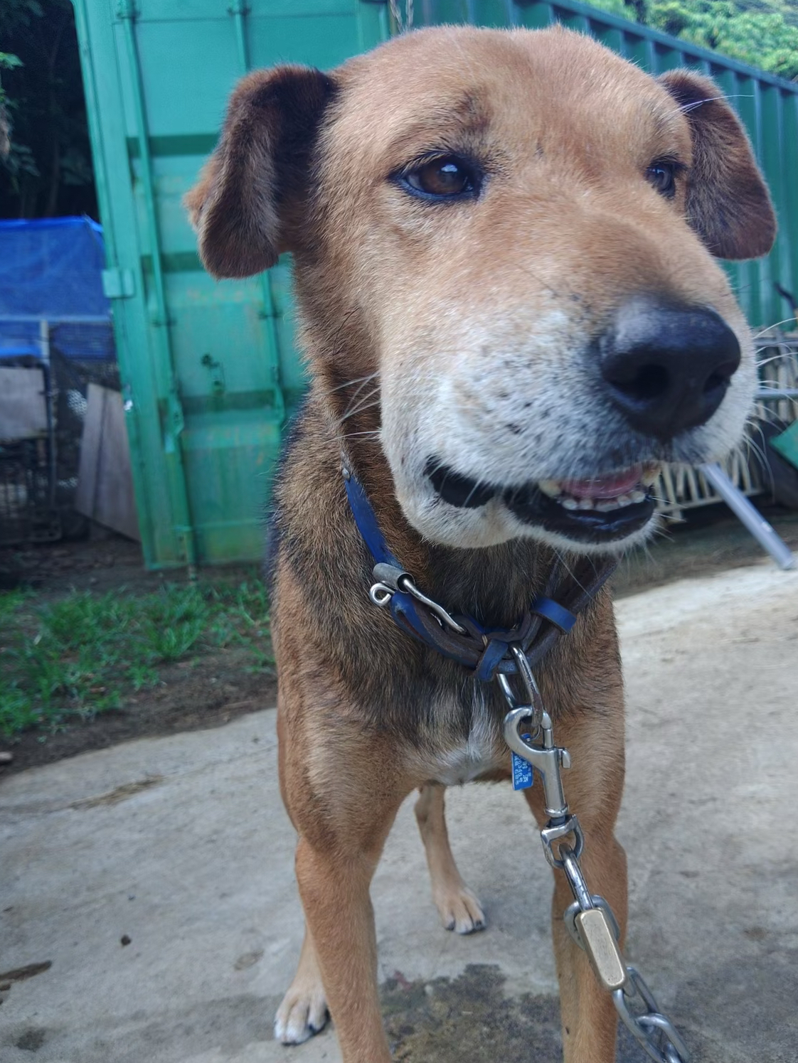 区块链阿狗(什么叫区块链技术区块链平台) 区块链阿狗(什么叫区块链技术区块链平台)